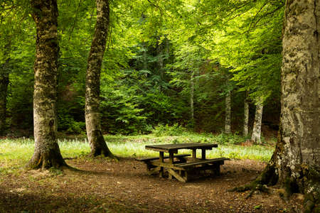 Picnic table under the shade of beech forestの写真素材