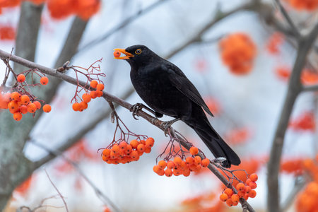 Blackbird eating the fruit of the rowan tree perched on its branchesの写真素材