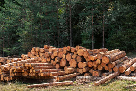 Pile of logs in the forest. Forest managementの写真素材