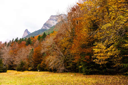 Autumn scenery with trees and meadowsの写真素材