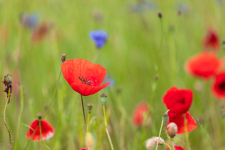 Red poppies with delicate petals bloom among blue cornflowers in a lush green meadow
