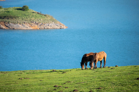 Two horses grazing peacefully on lush green grass next to the calm blue waters of a lakeの写真素材