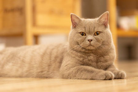 A placid British Shorthair cat relaxes on the floor, with attentive golden eyes and a soft gray coatの写真素材