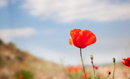 image of  field of roses の写真素材