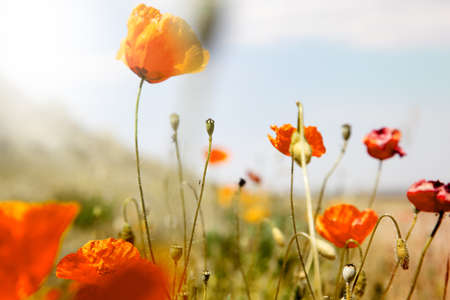 image of  field of roses の写真素材