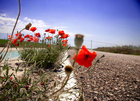 Poppies blooming in the side of a roadの写真素材