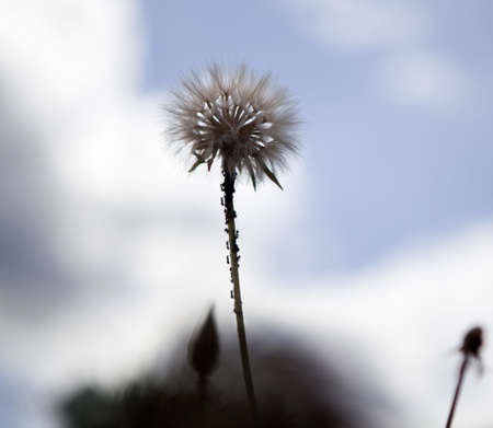 dandelion and antsの写真素材