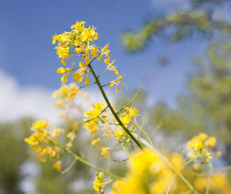 wildflower detailの写真素材