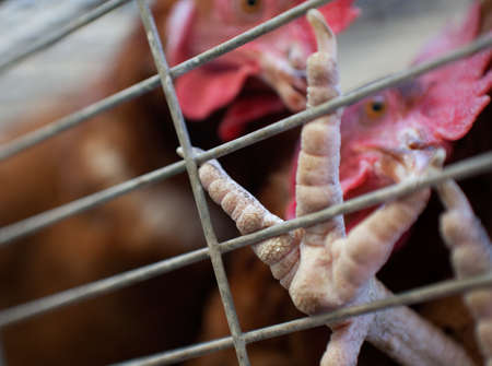 Abstract image of hens in a cageの写真素材