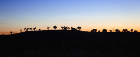 sunset landscape with silhouettes of treesの写真素材