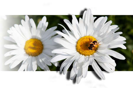 illustration with daisies and beeの写真素材