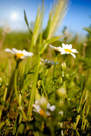 daisies in the fieldの写真素材