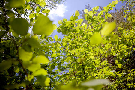 Abstract image of green leaves of trees against the skyの写真素材