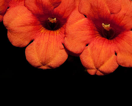Beautiful orange flower detail isolated on blackの写真素材