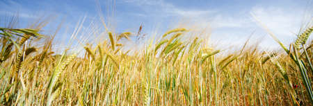 Frontal image of wheat fieldの写真素材