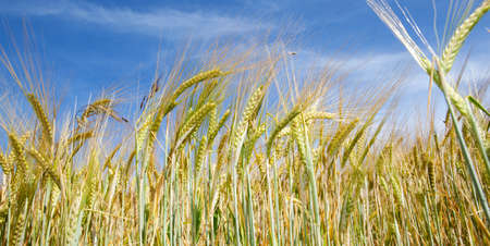 Frontal image of wheat fieldの写真素材
