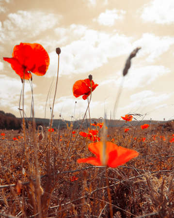 field of rosesの写真素材