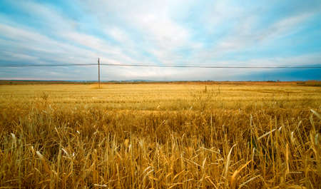 Wheat field and blue skyの写真素材