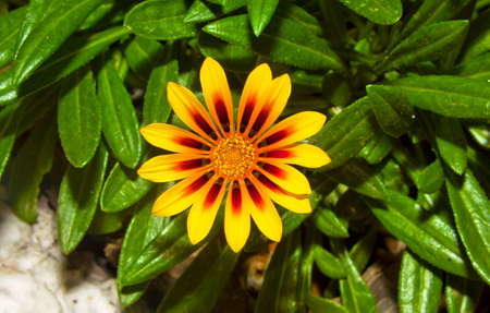 close up image of yellow flowerの写真素材