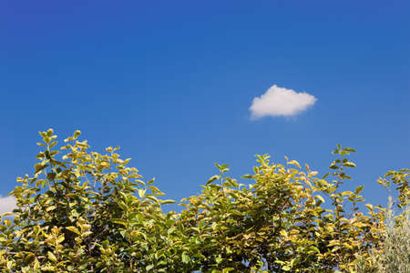 Background sky, tree canopy and small cloudの写真素材
