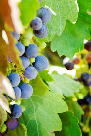 bunch of grapesの写真素材