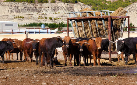 Detail of several bulls on a farmの写真素材