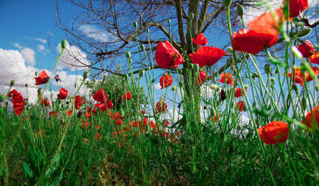 Idilic image of field of poppiesの写真素材