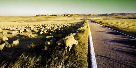 Rural landscape with flock of sheep in the desertの写真素材
