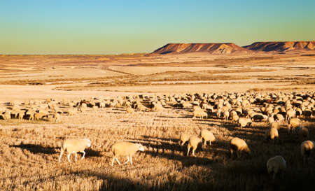 Rural landscape with flock of sheep in the desertの写真素材