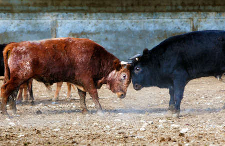 fighting bulls on a farmの写真素材