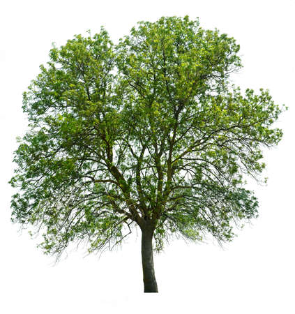 Big tree isolated over white.green leafの写真素材