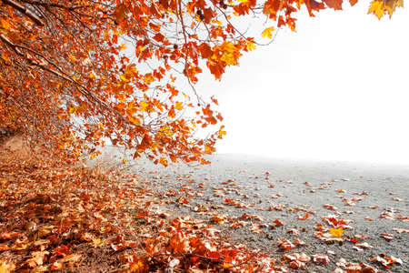 Autumn scenery. Orange tree branch and copyspaceの写真素材