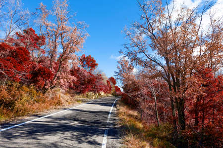 Autumn landscape and road. Trees in red and orange tonedの写真素材