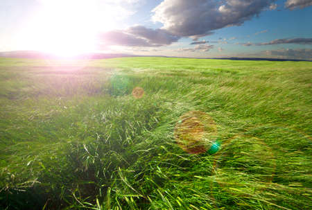 field of green grass and sunset clouds.Nature backgroundの写真素材