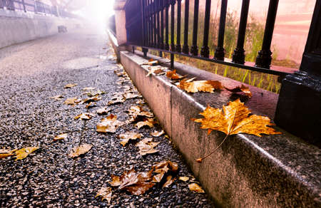 City street at night with trees,leaves on the ground and lamppostの写真素材