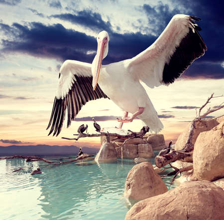 Birds and sunset surreal  landscape の写真素材