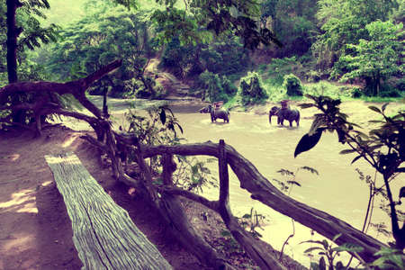  Ride on an elephant in forest at Chiang mai.Thailand.Exotic Asian travel.の写真素材