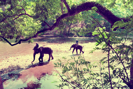 Ride on an elephant in forest at Chiang mai.Thailand.Exotic Asian travel.の写真素材