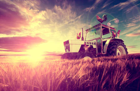 Tractor, chicken and agriculture sceneryの写真素材