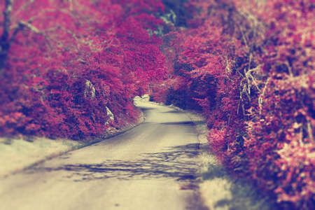 Road trip adventures.Nature and travel journey.の写真素材