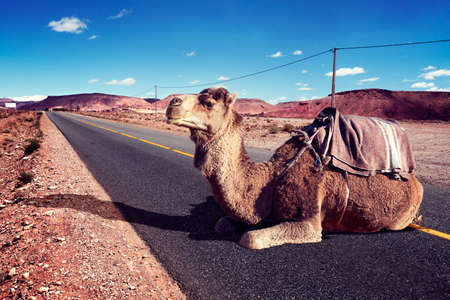 Africa travel. Dromedary and road.の写真素材