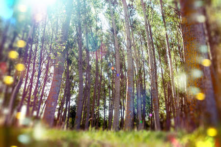 Forest and tree.Abstract scenery sunsetの写真素材