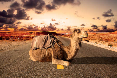 Africa travel. Dromedary and road.の写真素材