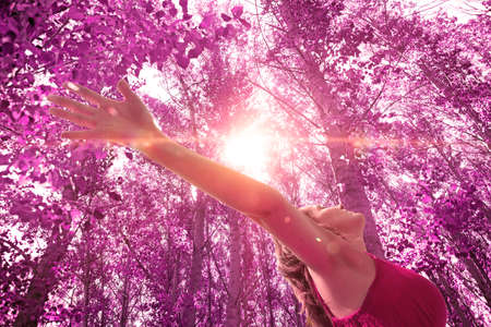 Dreamscape sunset and trees.の写真素材