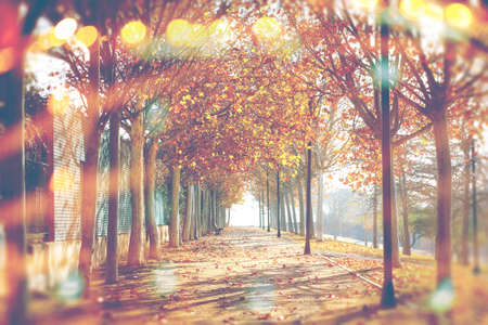 Autumn abstract background.Park and trees.Fall landscape in the city.Lens flare and sunbeamの写真素材