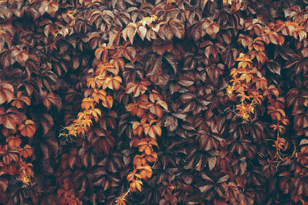 Nature background.Tree branchs,leaves and vegetation.Green leaves abstract backgroundの写真素材