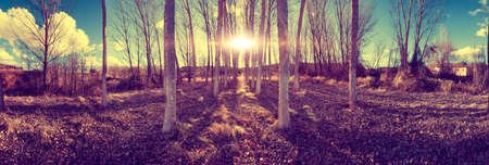 Nature landscape with trees and vegetation with dry leaves on the ground