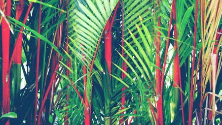 Abstract image foliage and leaves