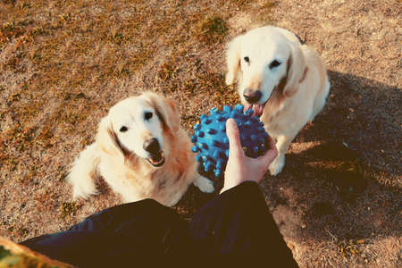 Young woman and her pets having a funny time in outdoor.Funny dogs.Golden retrieverの写真素材