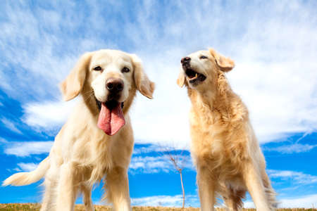 Happy pets portraits in outdoors.Funny dogs.Golden retrieverの写真素材